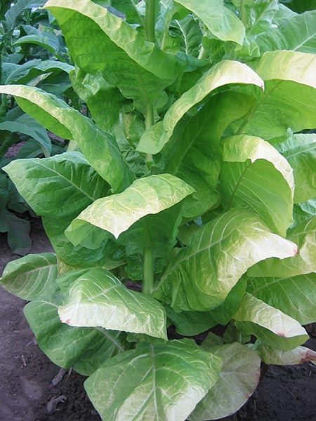 Farm Hand Seeds Golden Wilt Tobacco