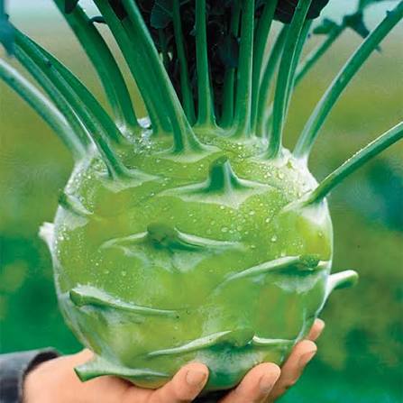 Kossak giant kohlrabi