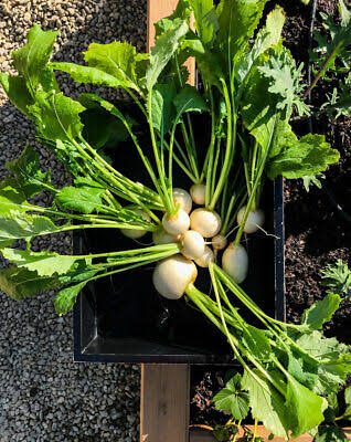 White Japanese Turnip