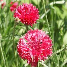 Red bachelor buttons
