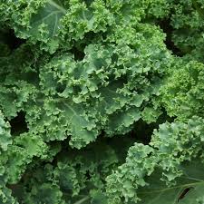 Siberian Dwarf Green Curled Kale