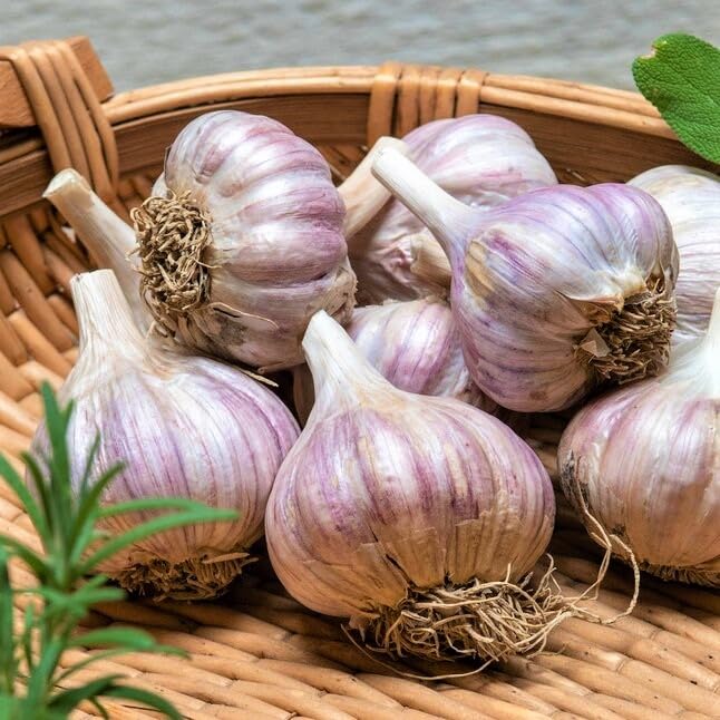 Purple stripe garlic