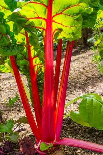 Ruby Red Swiss Chard