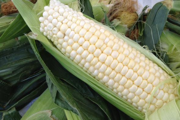 Boone county white corn