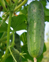 Carolina h1 cucumber seeds