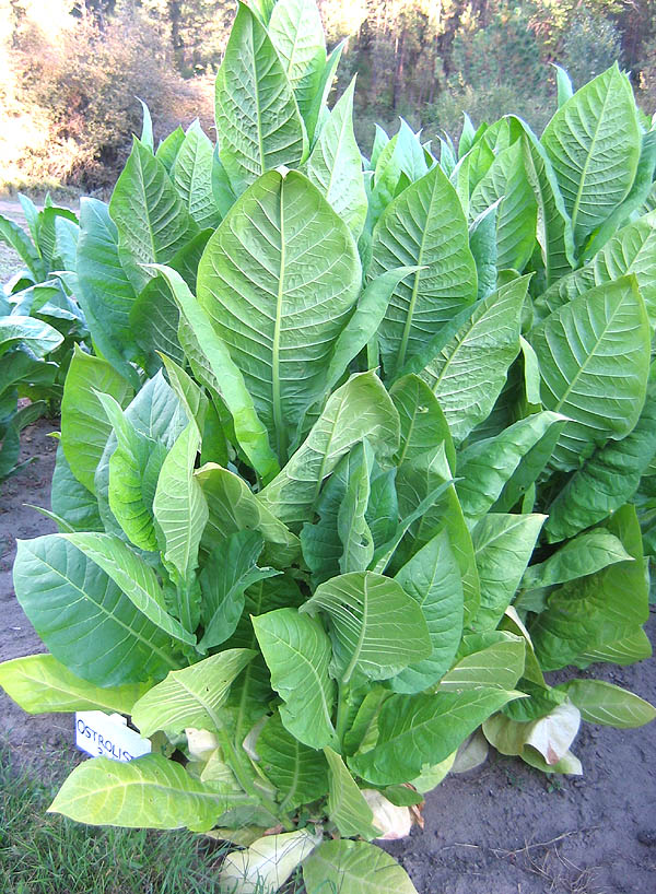 Ostrlogist 316 Tobacco