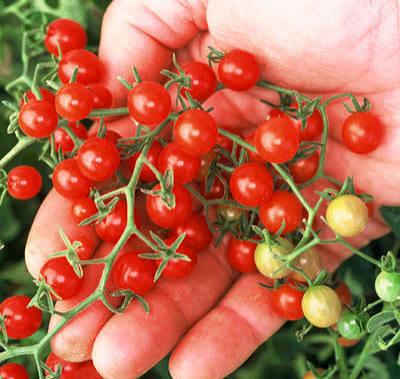 Currant sweet pea tomato