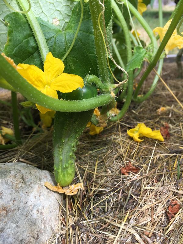 Farm Hand Seeds Straight Eight Cucumbers