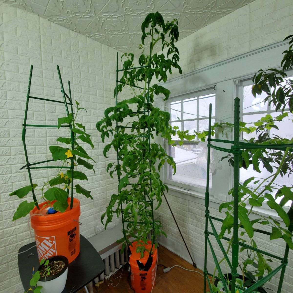 Goldie giant tomato