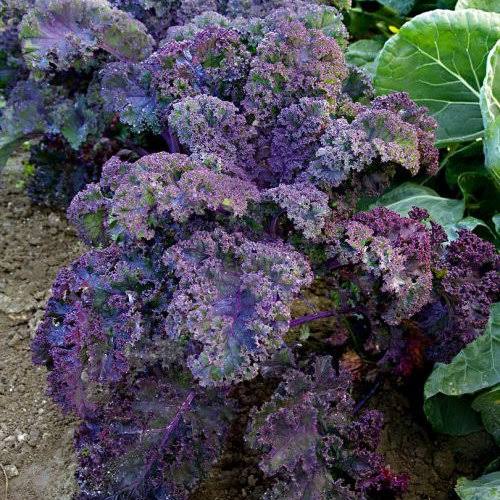 Scarlet kale