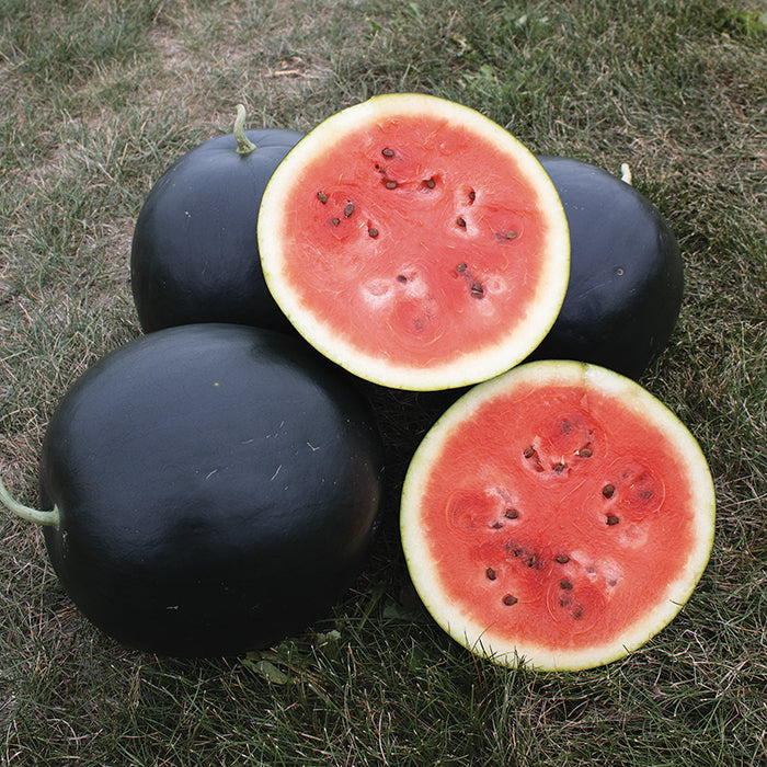 Blacktail mountain watermelon