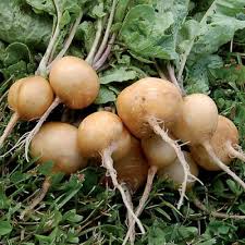 Golden hellos radish
