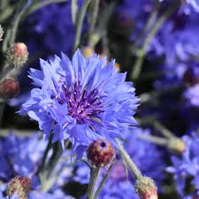 Dwarf blue bachelor buttons