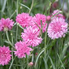 Pink bachelor buttons