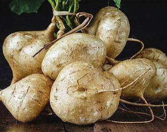 True Jicama
