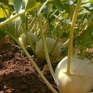 Kossak giant kohlrabi