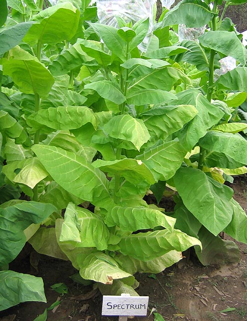 Spectrum Tobacco
