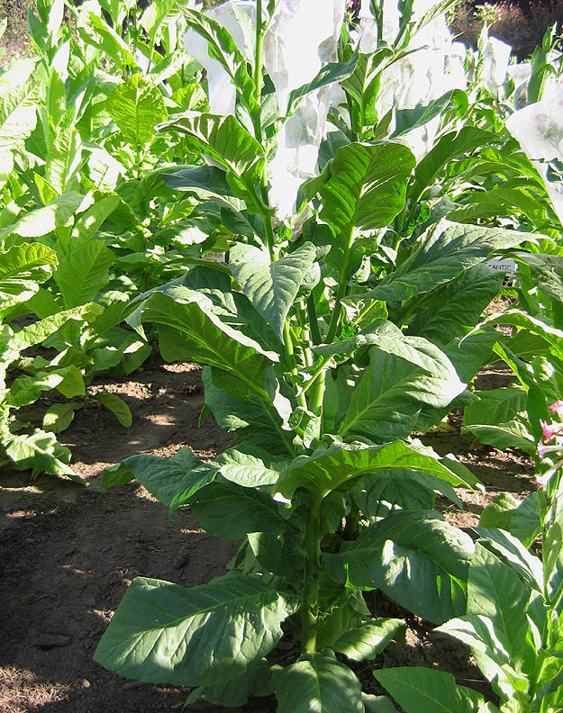 Little Sweet Orinoco Tobacco