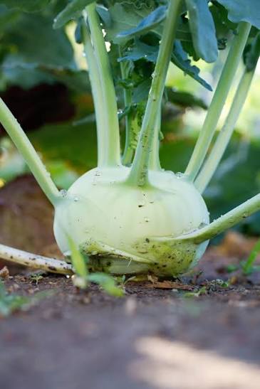 Early White Vienna Kohlrabi