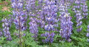 Arroyo Lupine Flower