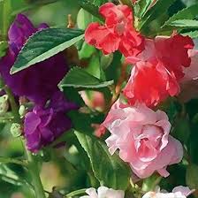 Camilla balsam impatiens mix