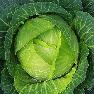 Denmark Copenhagen Cabbage