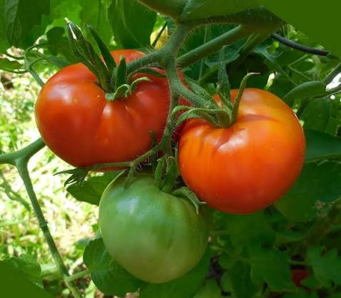 New Yorker heirloom tomato