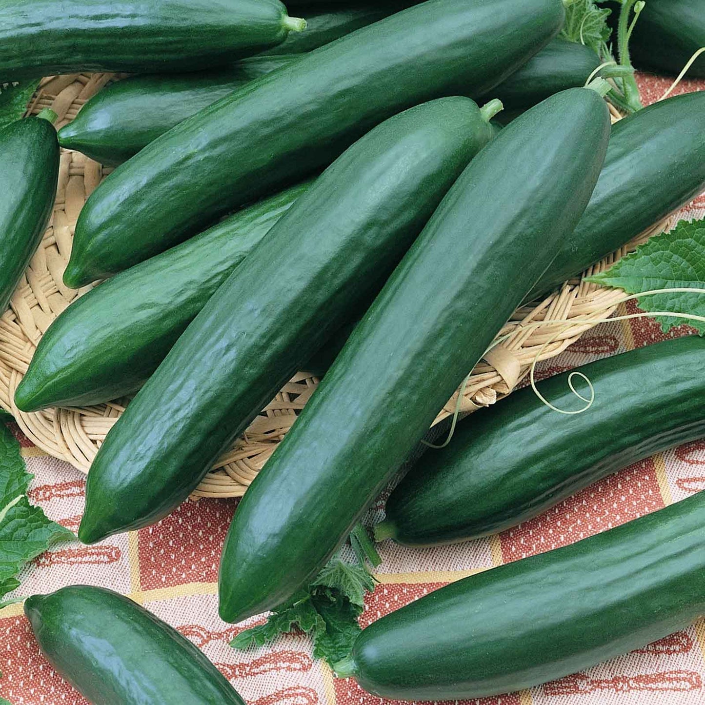 Tender green burpless cucumber