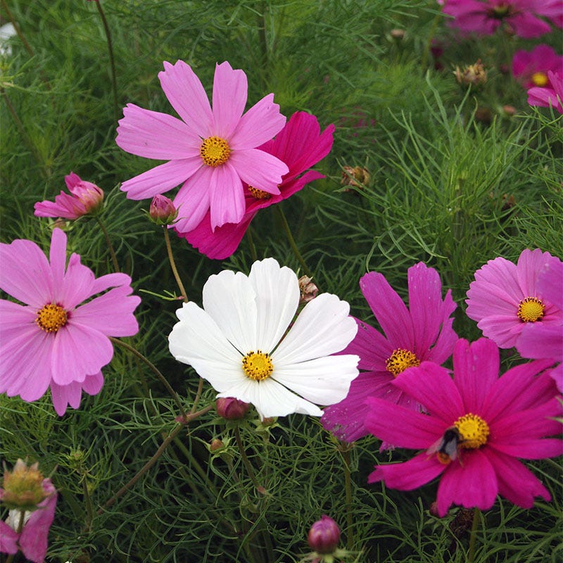 Dwarf cosmos mix