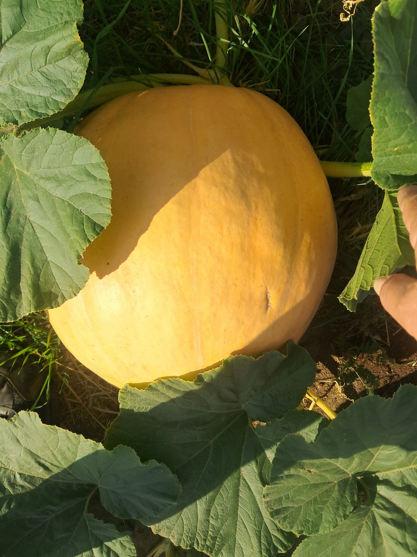 Atlantic Moon Pumpkin