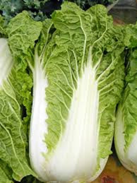 Michihili Chinese Cabbage