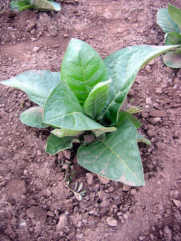 Little Sweet Orinoco Tobacco