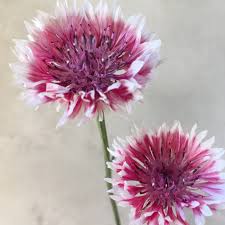 Pink bachelor buttons