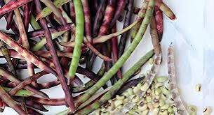 Mississippi Purple Hull Peas