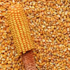 Reids yellow dent corn