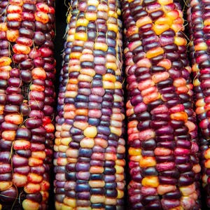 Carousel Indian Corn