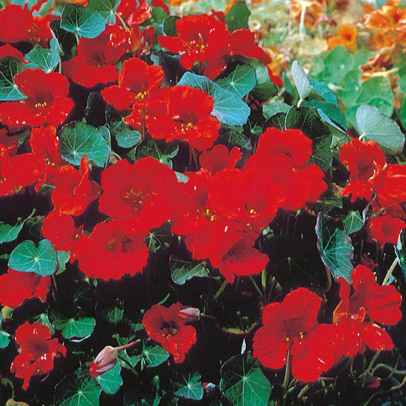 Empress Of India Nasturtium