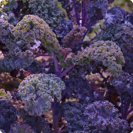 Scarlet kale