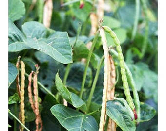 Dixie Lee Southern Cowpea Pea