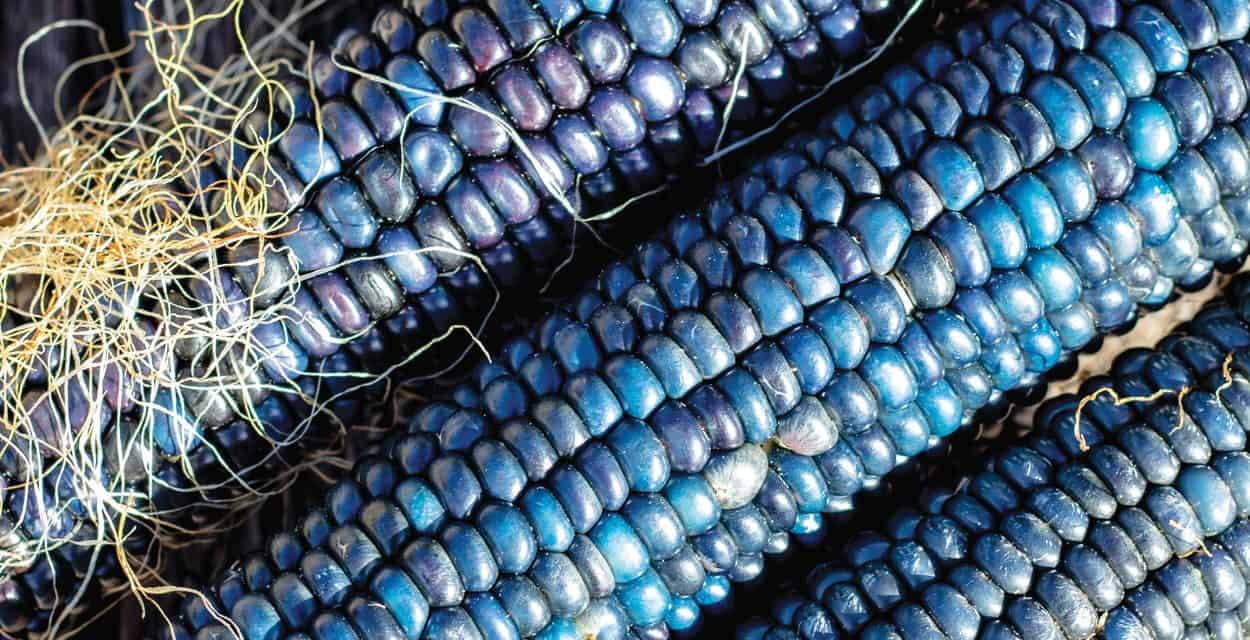 Ohio blue corn