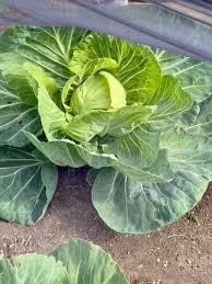 Denmark Copenhagen Cabbage