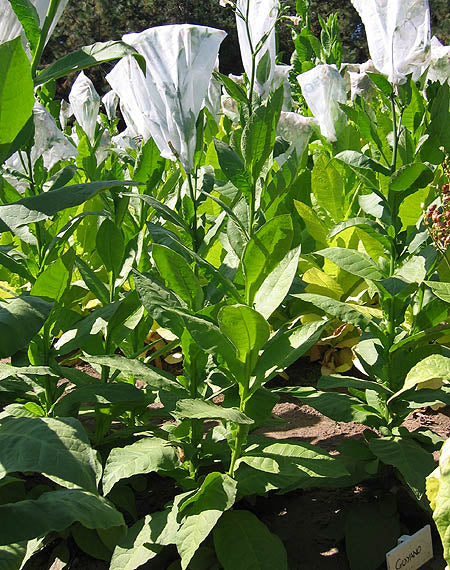Farm Hand Seeds Goyano Tobacco