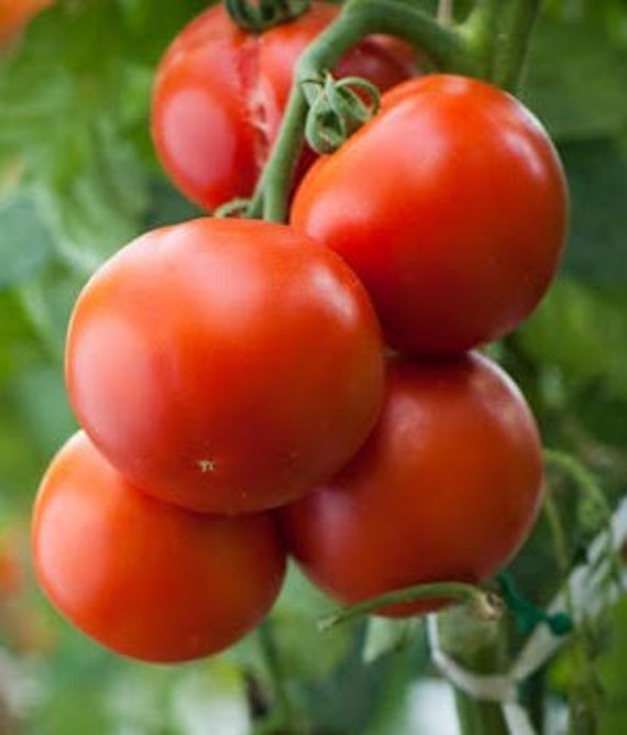 New Yorker heirloom tomato
