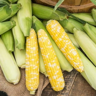 Luscious bicolor super sweet corn