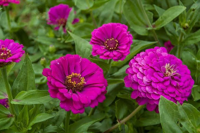 Purple Prince Zinnia