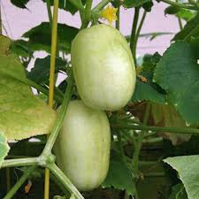 Apple Cucumber