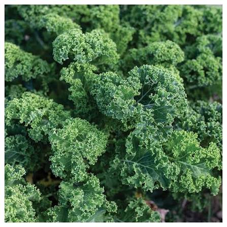 Green Curly Leaf Kale