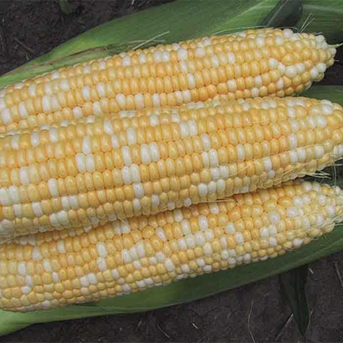 Luscious bicolor super sweet corn
