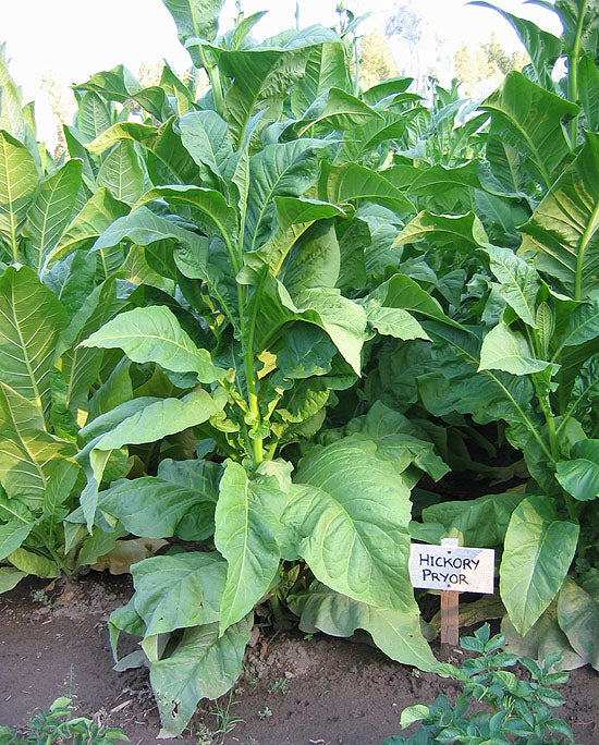 Hickory Pryor Tobacco