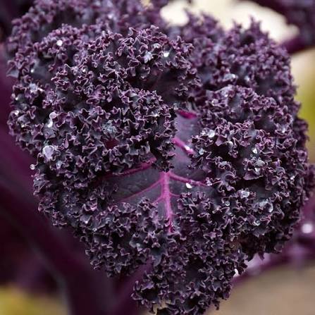 Scarlet kale